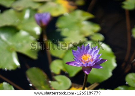 Nature flower concept, lotus of waterlily flower in pond