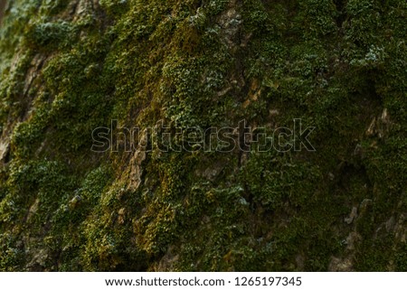 texture of mossy tree at sunrise