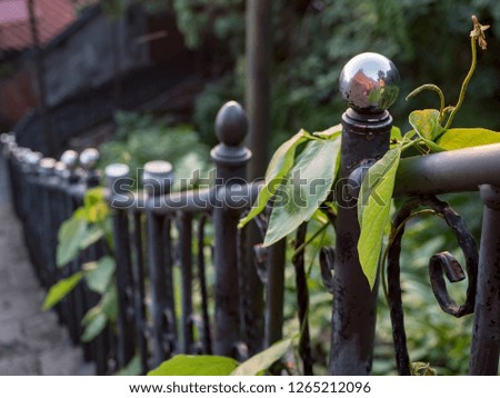 Woodbine ivy leaves on the railing