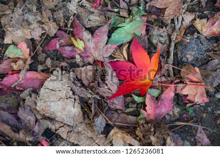 Acer maple leaf falling on the ground.