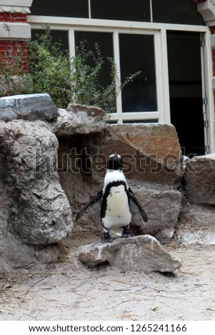 
Penguins are among the animals and the most popular in Antwerp Zoo.					