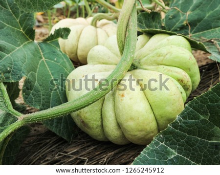 pumpkin plant and fruit growing