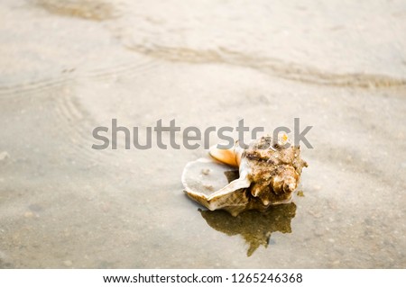 Shells and starfish in the beach water