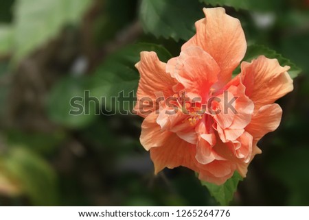 Close up sweet coral-pink blossoms Hibiscus Flower also known as Jane Cowl Tropical Hibiscus or Queen-of-the-tropics on tree, selective focus. Hibiscus flower
