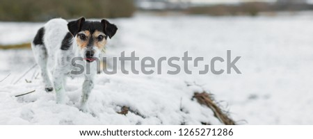 Proud small dog is standing in a snowy winter landscape  in the evening light. Cute Jack Russell Terrier hound, 8 years old, hair type broken