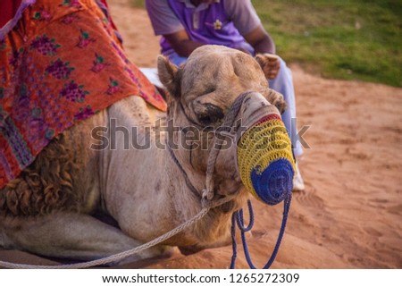 Arabic Camel Sitting With Traditional Dress