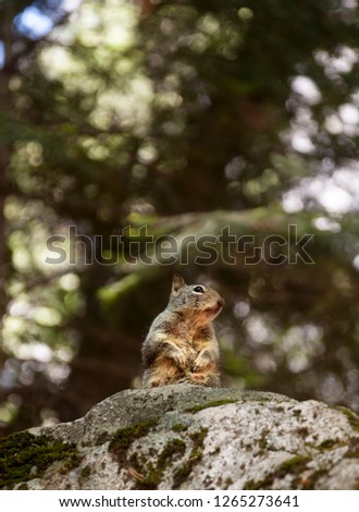 Squirrel in Yosemite Valley. California
