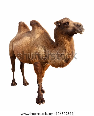 Standing bactrian camel (Camelus bactrianus). Isolated on white Royalty-Free Stock Photo #126527894