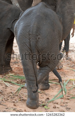 Bottom of elephant close-up, surin thailand.