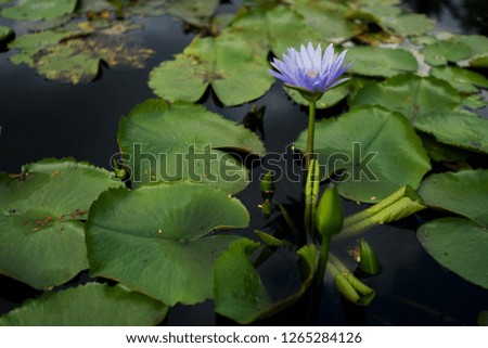 Beautiful water lily or lotus flower with green leaf in pond. Nature background. Lotus flower in the natural conditions of the reservoir.