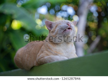 Closeup Thai brown cat sitting sleepy yawn on green fence 