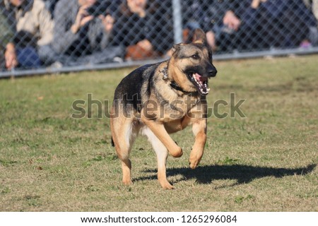 Military dog German shepherd during exhibition