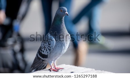 Pigeon standing and looking around