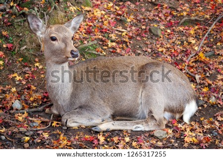 Young deer sitting in the park in Nara, Japan