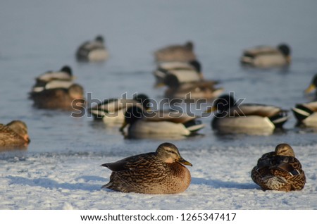 Ducks on frozen lake