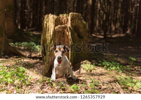 Jack Russell Terrier hound in the forest. Hunting dog is looking out of a burrow
