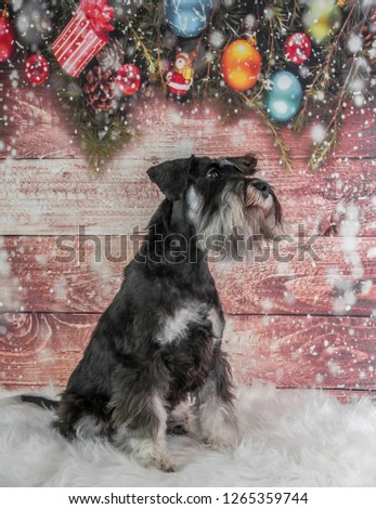Holiday dog portrait