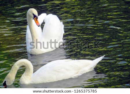 Two beautiful white swans in a pond
                   
