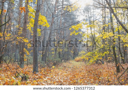Autumn in a pine forest.Nature in the vicinity of Pruzhany, Brest region, Belarus.