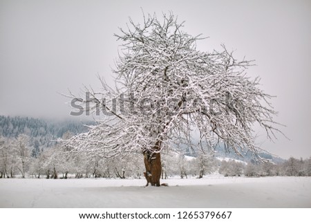 Tree in the snow field with forest at a distance