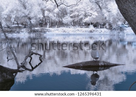 lake photo with reflections and water waves and duck infrared shot