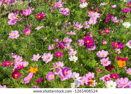 Nature landscape view of pink flower in garden at summer under sunlight. Close up beautiful nature pattern of green tree leaves using creative banner design or web header. Nature pattern red flowers