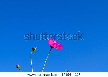 Beautiful cosmos flowers with blue sky.