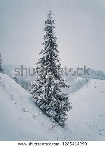 A lone fir tree in the middle of the field, adorned with snow!