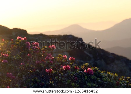 Blooming pink rhododendrons at sunrise against the backdrop of the mountains of the Spanish Pyrenees