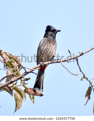 The red-vented bulbul is a member of the bulbul family of passerines. It is resident breeder across the Indian subcontinent, including Sri Lanka extending east to Burma and parts of Tibet. 
