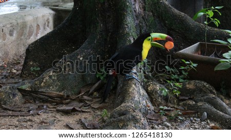 Young toucan eating 