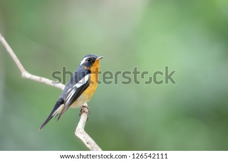 A male Mugimaki Flycatcher on a branch. (Ficedula strophiata) Khaoyai National Park Thailand