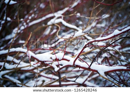         Branches of trees in the snow in winter                       