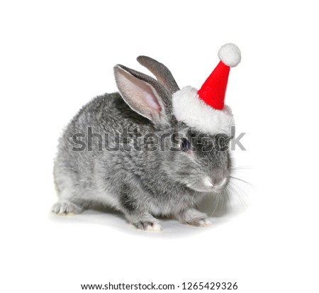 Christmas rabbit in the hat of Santa Claus on a white background