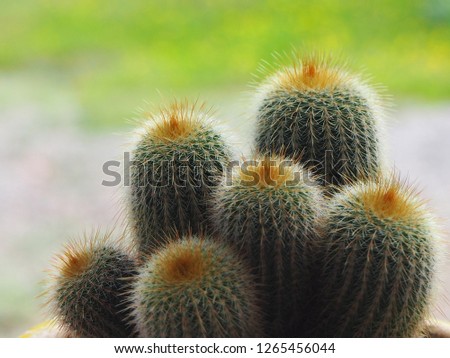
Cactus with green background