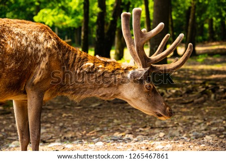 Picture of a elk deer in the woods
