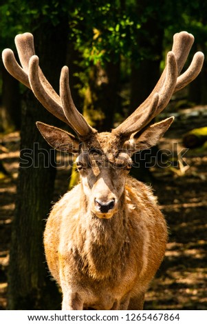 Picture of a elk deer in the woods