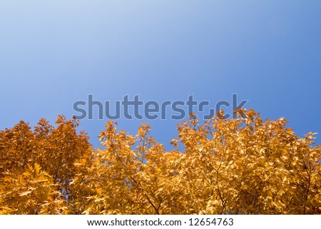 Yellow autumn foliage, view from above