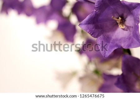 Purple bells.
A beautiful bouquet of guests of purple flower-bells. Delicate green stems keep large goblets. In the picture there is a place to place the text.