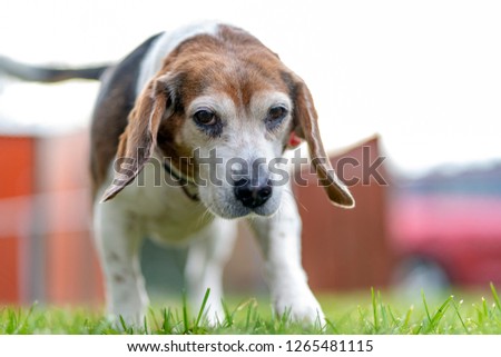 Beagle Dog Sniffing Grass