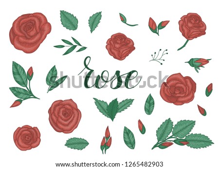 Colored set of roses. Engraving style floral pack. Graphic line drawing collection. Hand drawn illustration