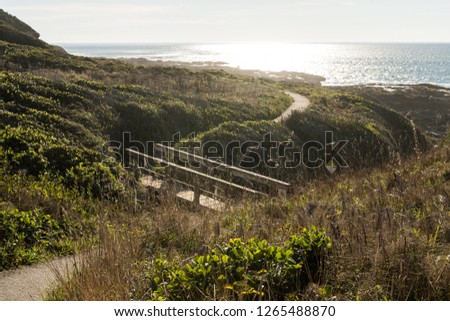 Wooden bridge on a path between bushes at dusk in Cape Perpetua Special Interest Area