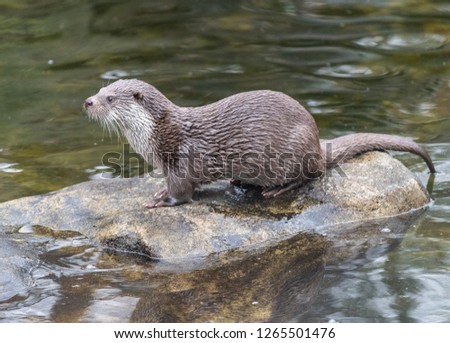 Eurasian otter (Lutra lutra) in Sweden.