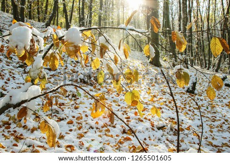 Colorful leaves under the snow, sunny winter day in the forest. 