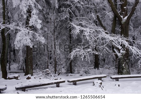 Snow covered trees in the winter forest with wooden banches. Beautiful winter landscape