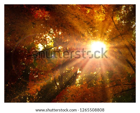 Sun through trees