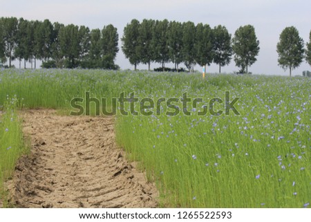 flax plants in the fields with a row of trees in the background