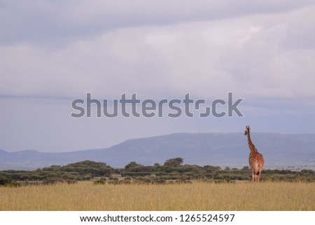 Landscape in Massai Mara in Kenya