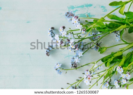 Forget-me-not flowers on blue paper background. 