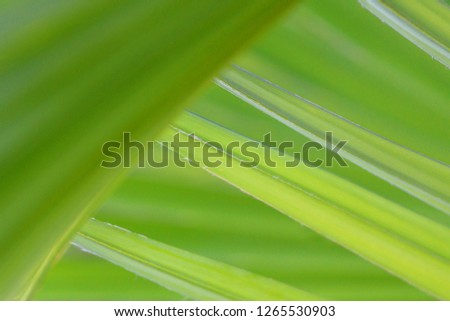 Green palm leaves, natural texture, diagonal lines, abstract green wallpaper
